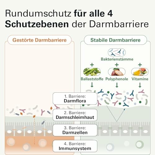 Diagramm der Schutzebenen der Darmbarriere mit gesunder und gestörter Darstellung.
